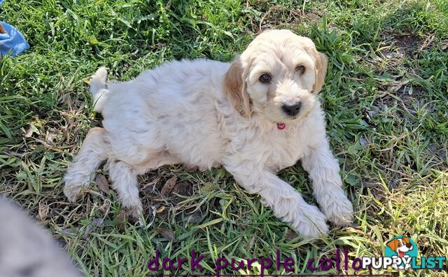 F1b Labradoodle puppies, perfect family dogs, ready now !