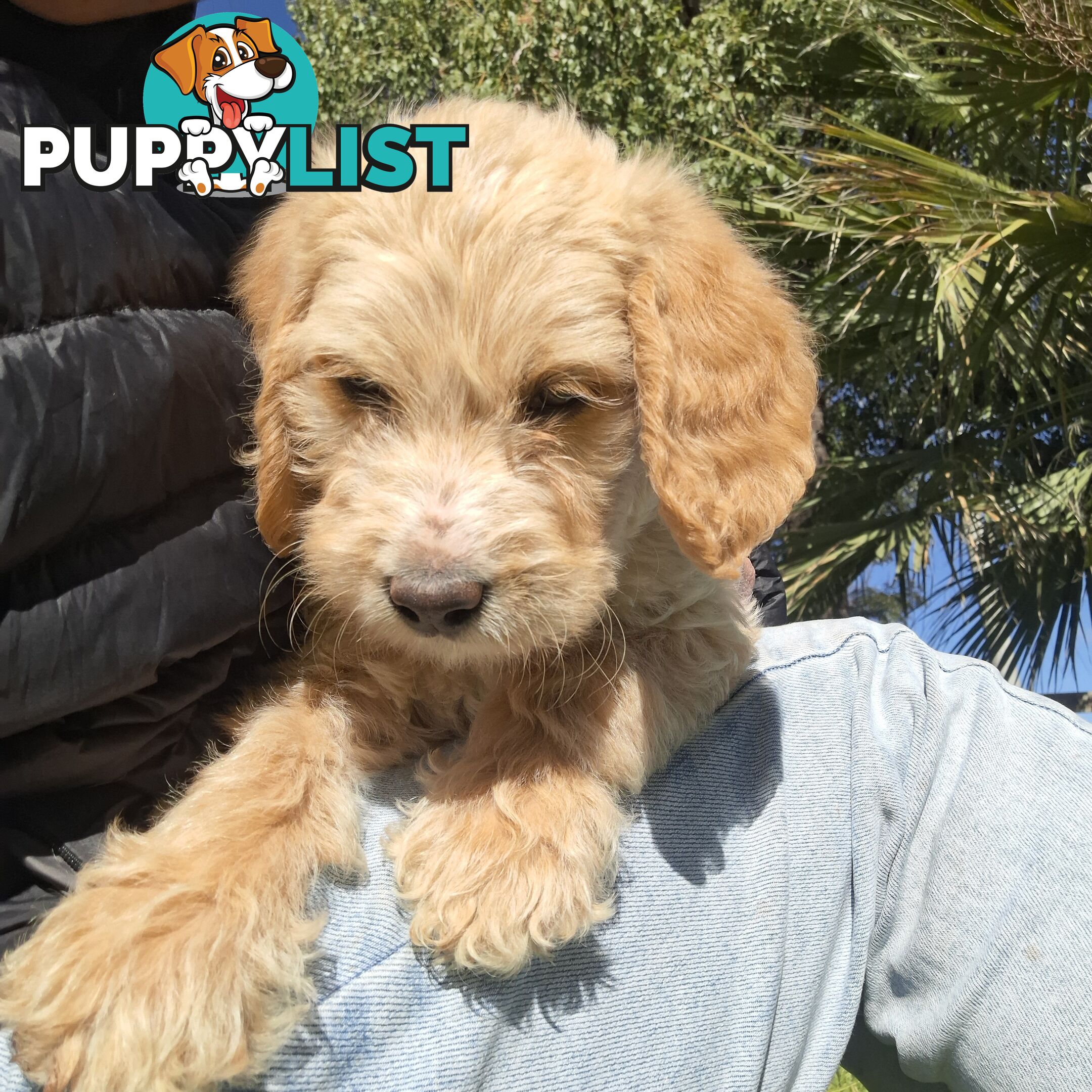 F1b Labradoodle puppies, perfect family dogs, ready now !