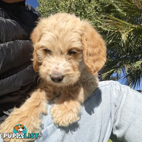 F1b Labradoodle puppies, perfect family dogs, ready now !