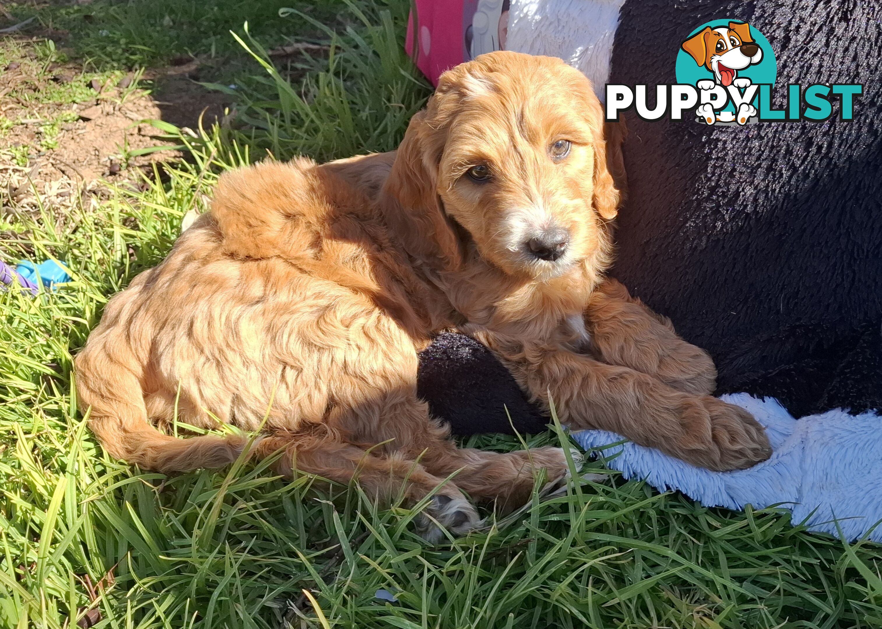 F1b Labradoodle puppies, perfect family dogs, ready now !