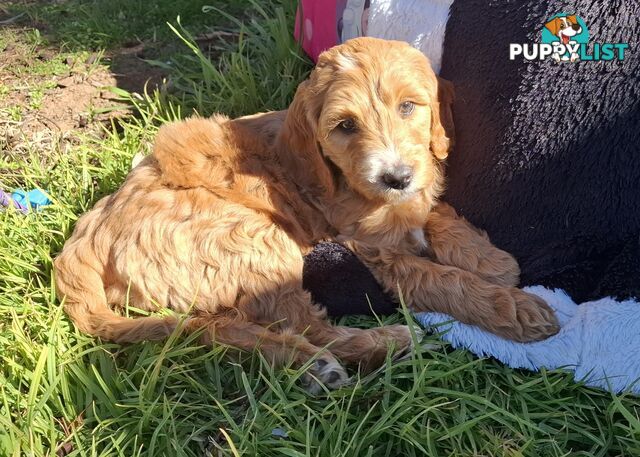 F1b Labradoodle puppies, perfect family dogs, ready now !