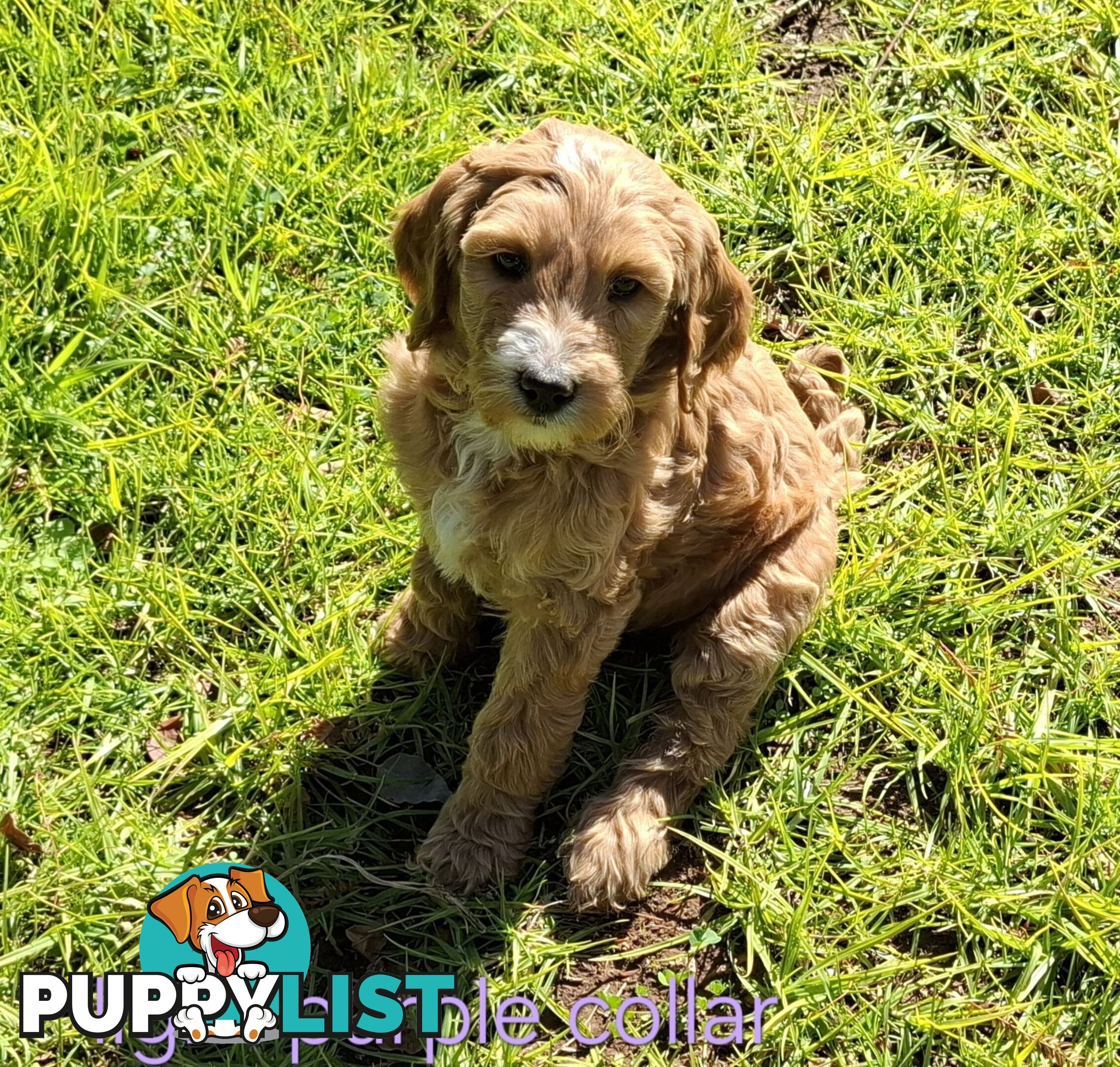 F1b Labradoodle puppies, perfect family dogs, ready now !