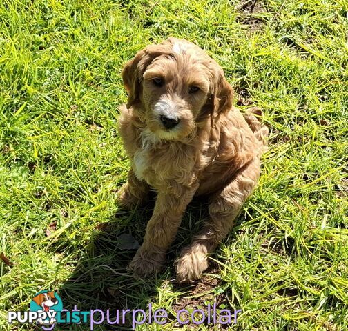 F1b Labradoodle puppies, perfect family dogs, ready now !