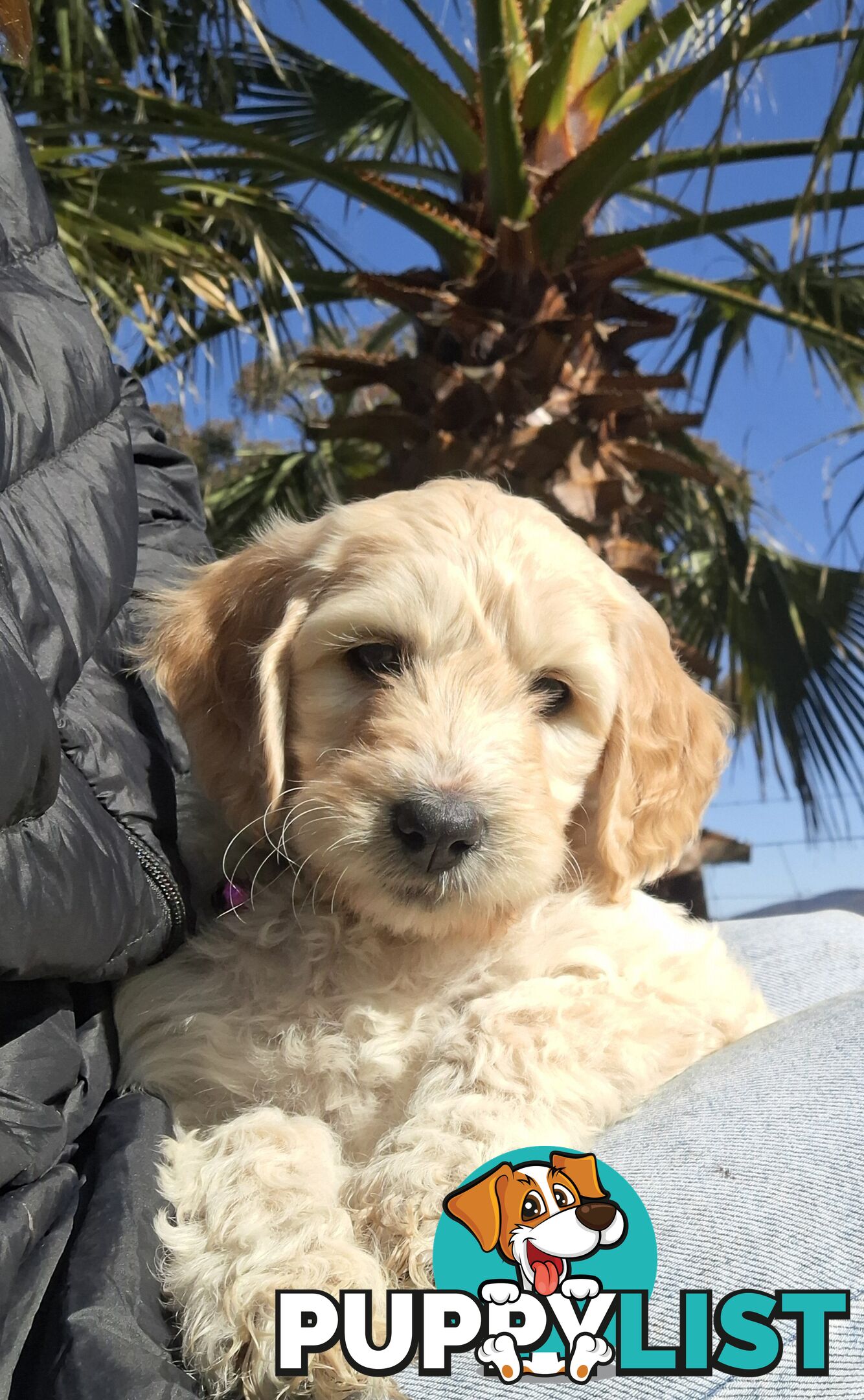 F1b Labradoodle puppies, perfect family dogs, ready now !
