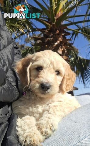 F1b Labradoodle puppies, perfect family dogs, ready now !