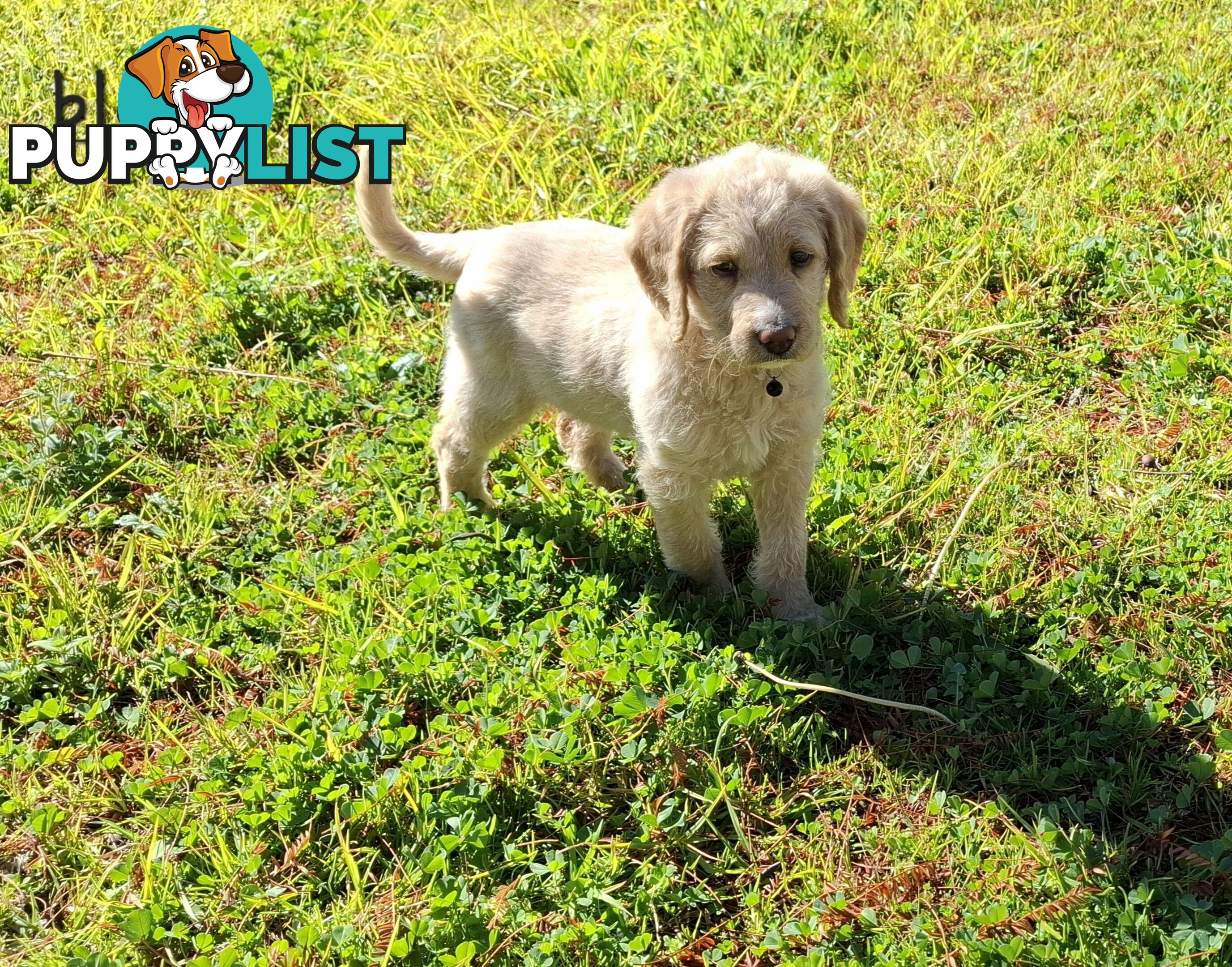 F1b Labradoodle puppies, perfect family dogs, ready now !
