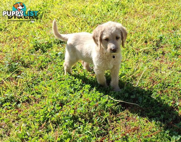 F1b Labradoodle puppies, perfect family dogs, ready now !