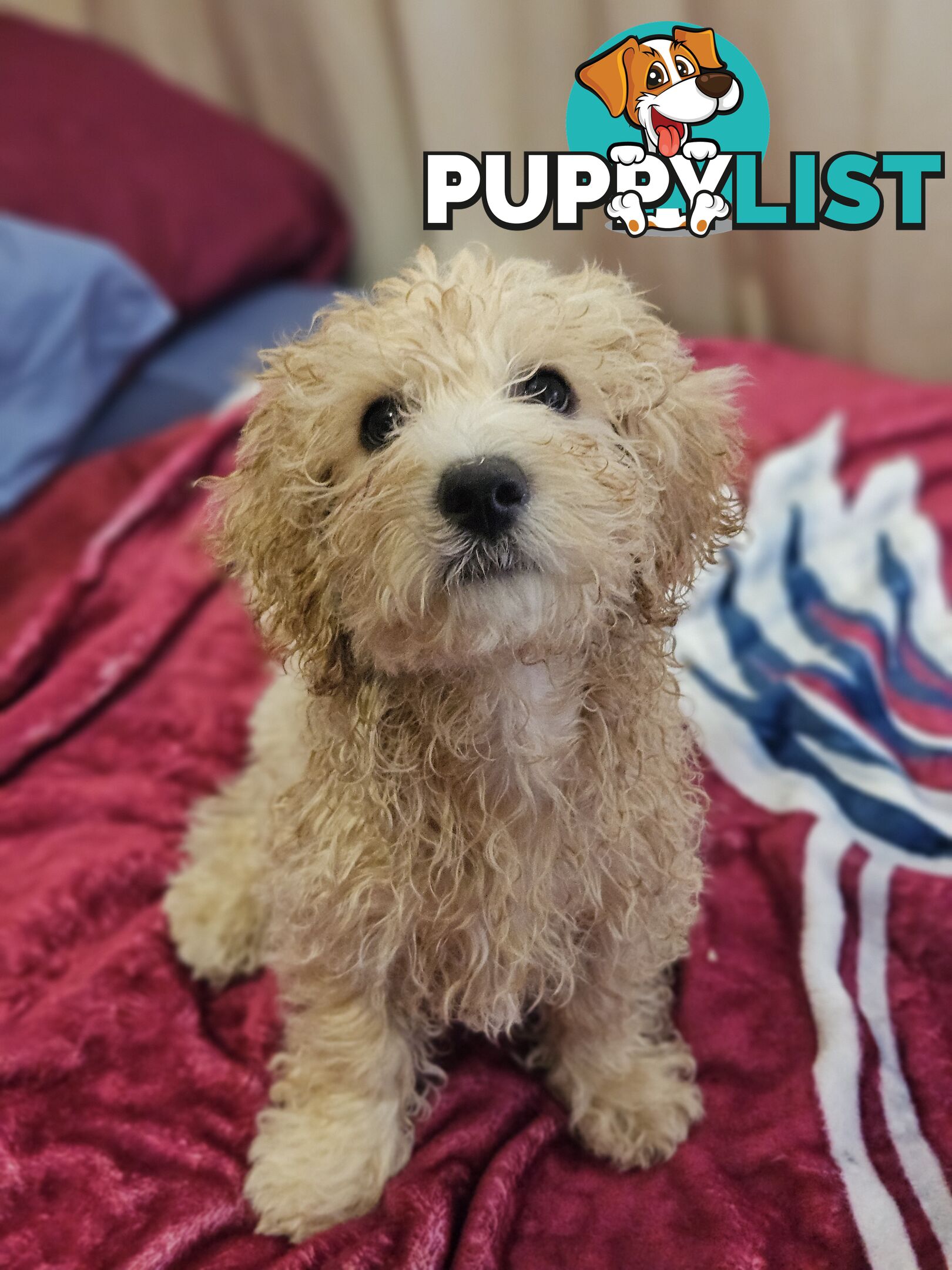 Maltipoo pups