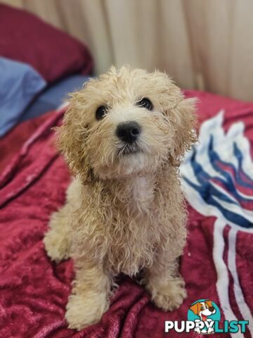 Maltipoo pups