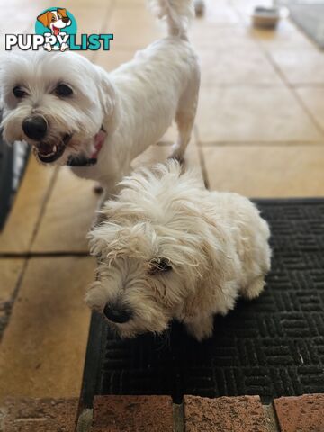 Maltipoo pups