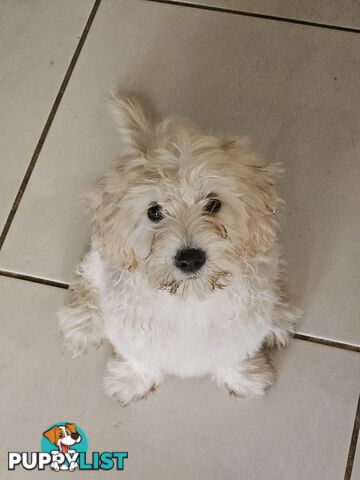 Maltipoo pups