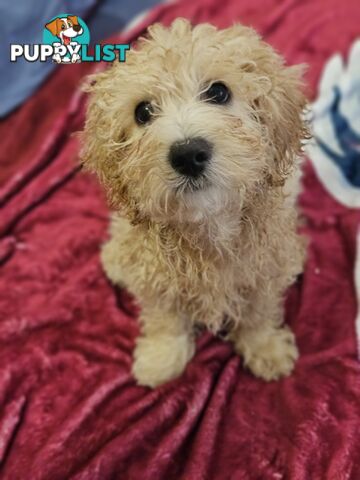 Maltipoo pups