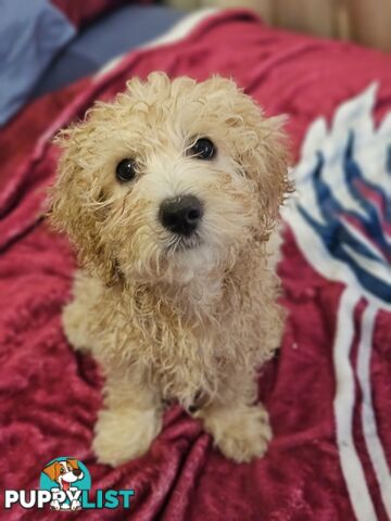 Maltipoo pups