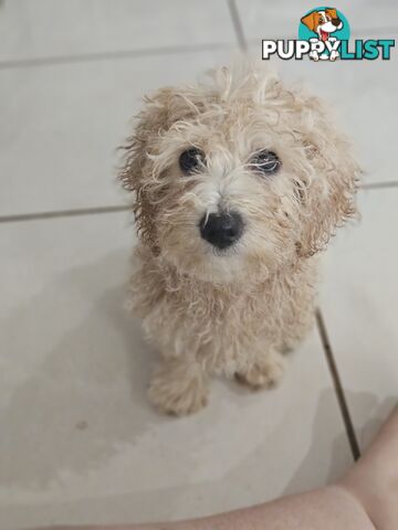 Maltipoo pups