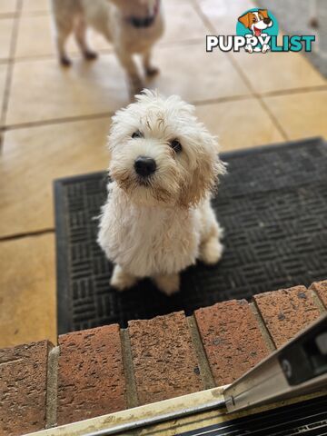 Maltipoo pups