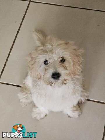 Maltipoo pups