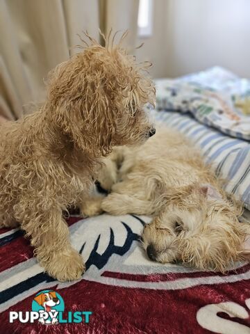 Maltipoo pups