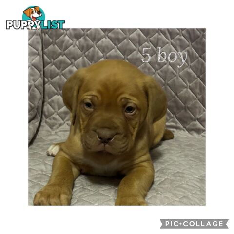 Dogue de Bordeaux X Italian mastiff