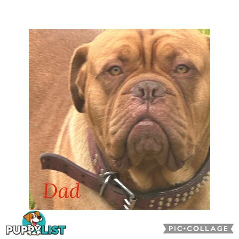 Dogue de Bordeaux X Italian mastiff