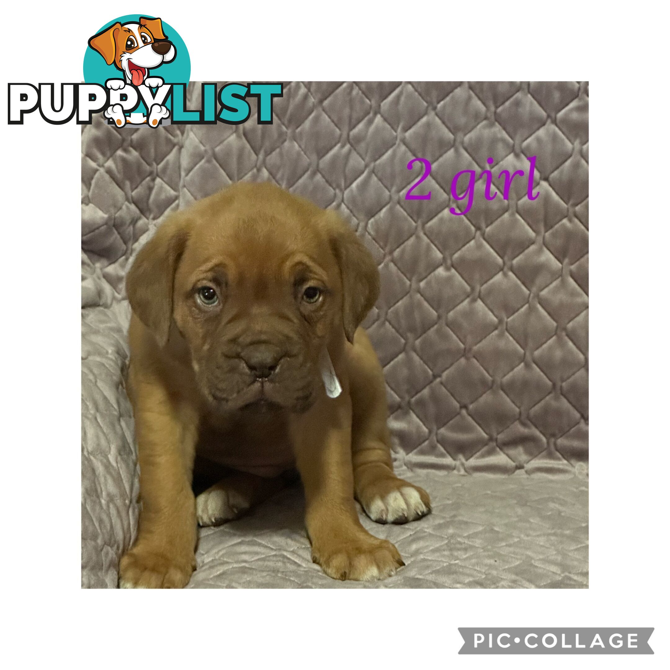 Dogue de Bordeaux X Italian mastiff