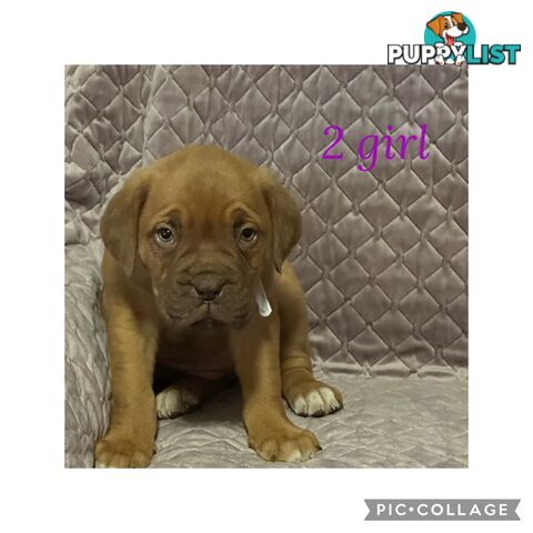 Dogue de Bordeaux X Italian mastiff