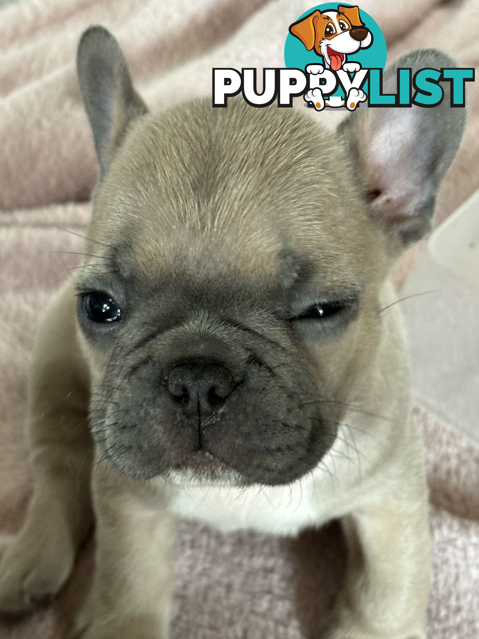 Absolutely gorgeous French bulldog puppies