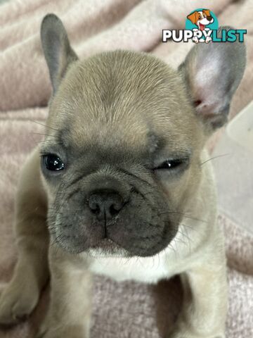 Absolutely gorgeous French bulldog puppies