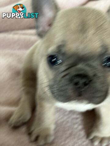 Absolutely gorgeous French bulldog puppies