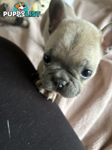 Absolutely gorgeous French bulldog puppies