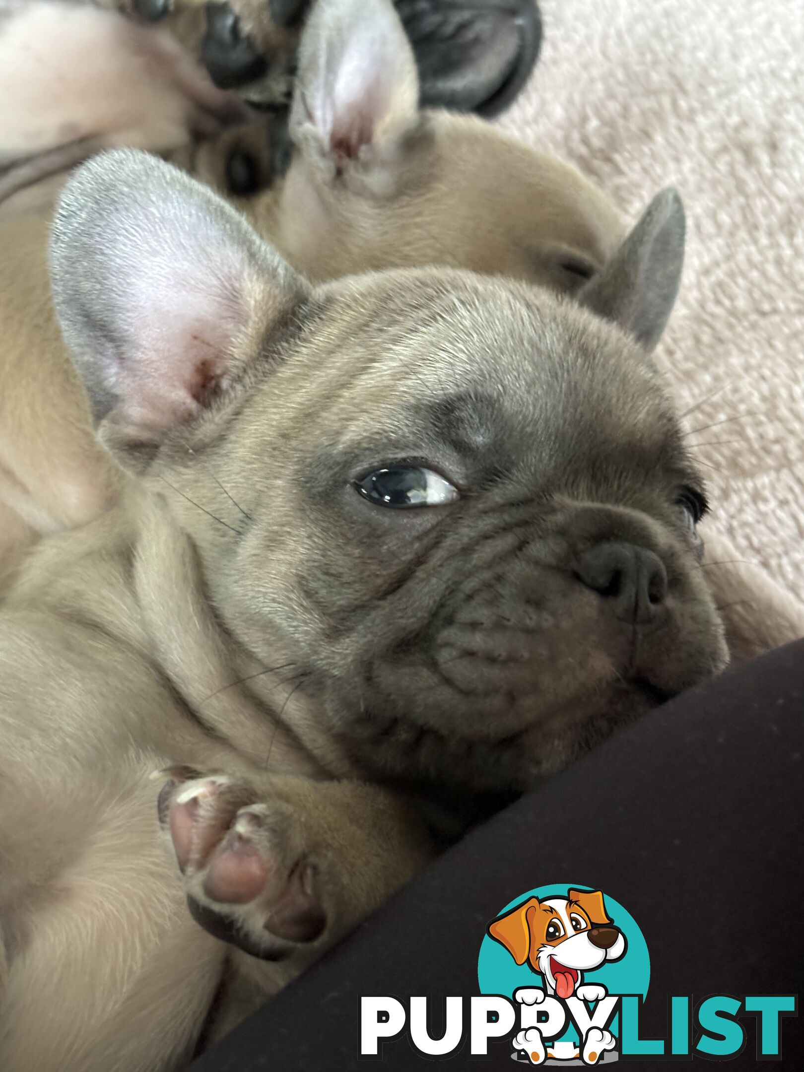 Absolutely gorgeous French bulldog puppies