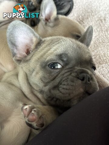 Absolutely gorgeous French bulldog puppies