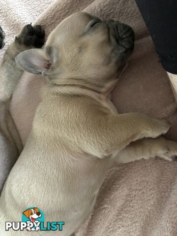 Absolutely gorgeous French bulldog puppies