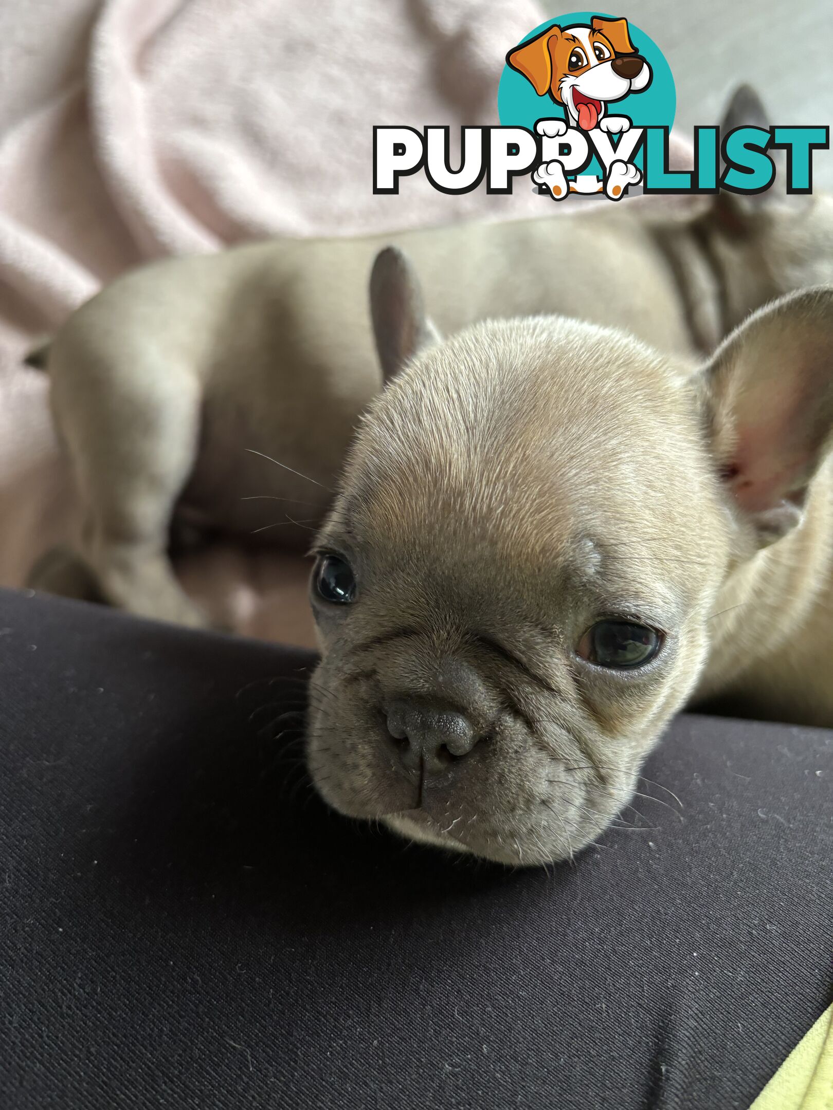 Absolutely gorgeous French bulldog puppies