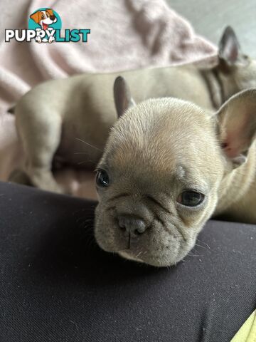 Absolutely gorgeous French bulldog puppies