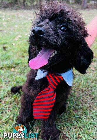 Beautiful Toy Poodle Puppy. Vet Checked. Ready to go