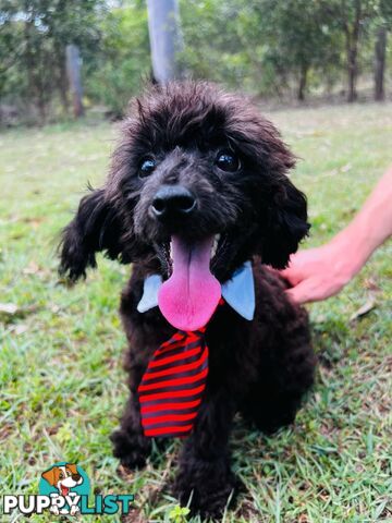 Beautiful Toy Poodle Puppy. Vet Checked. Ready to go