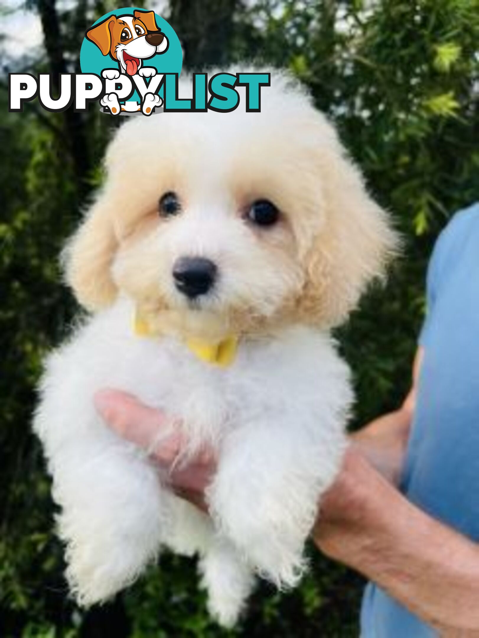 🩷1st Generation Toy Bichoodles/ Poochon Puppies 🩷 - DNA Clear