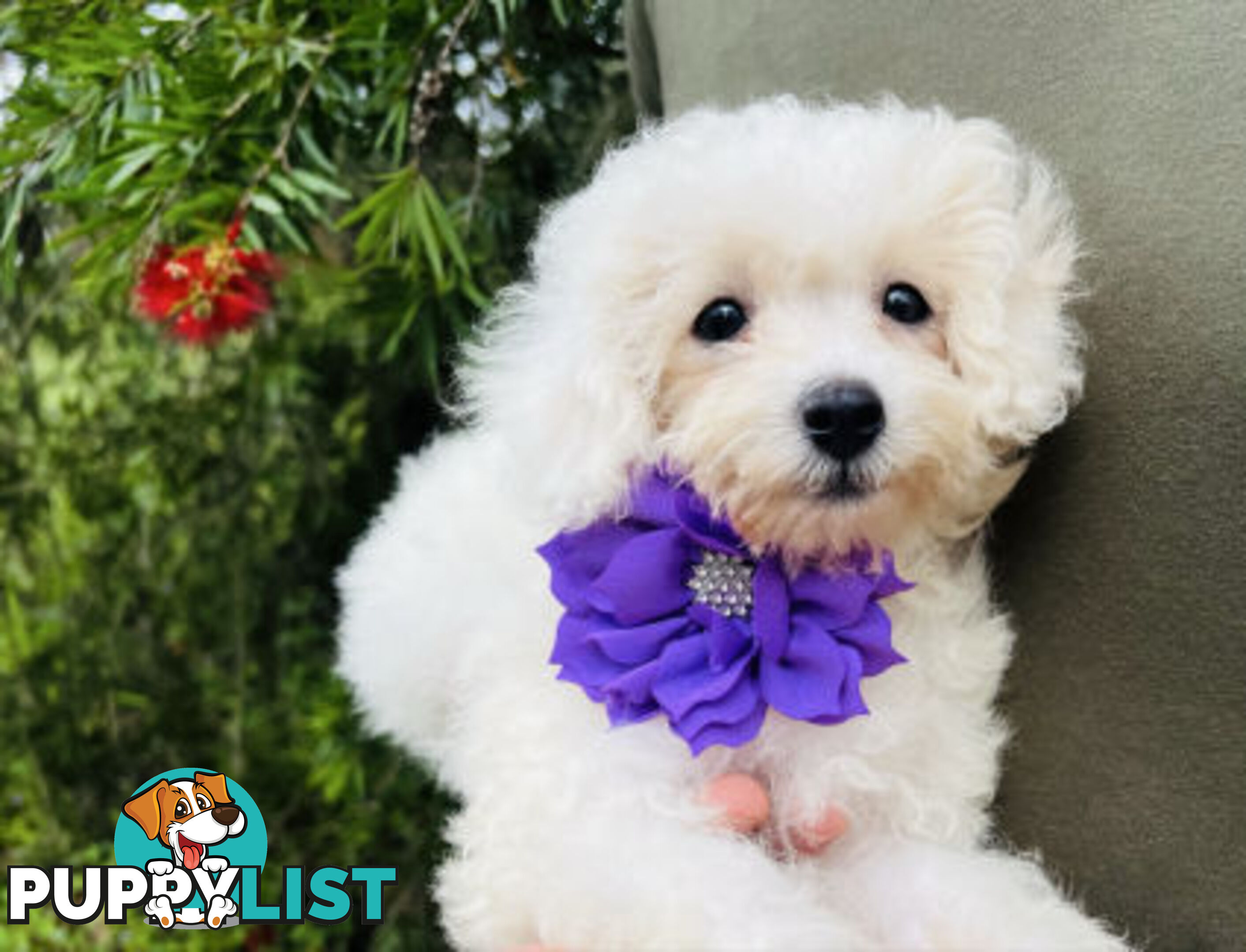 🩷1st Generation Toy Bichoodles/ Poochon Puppies 🩷 - DNA Clear