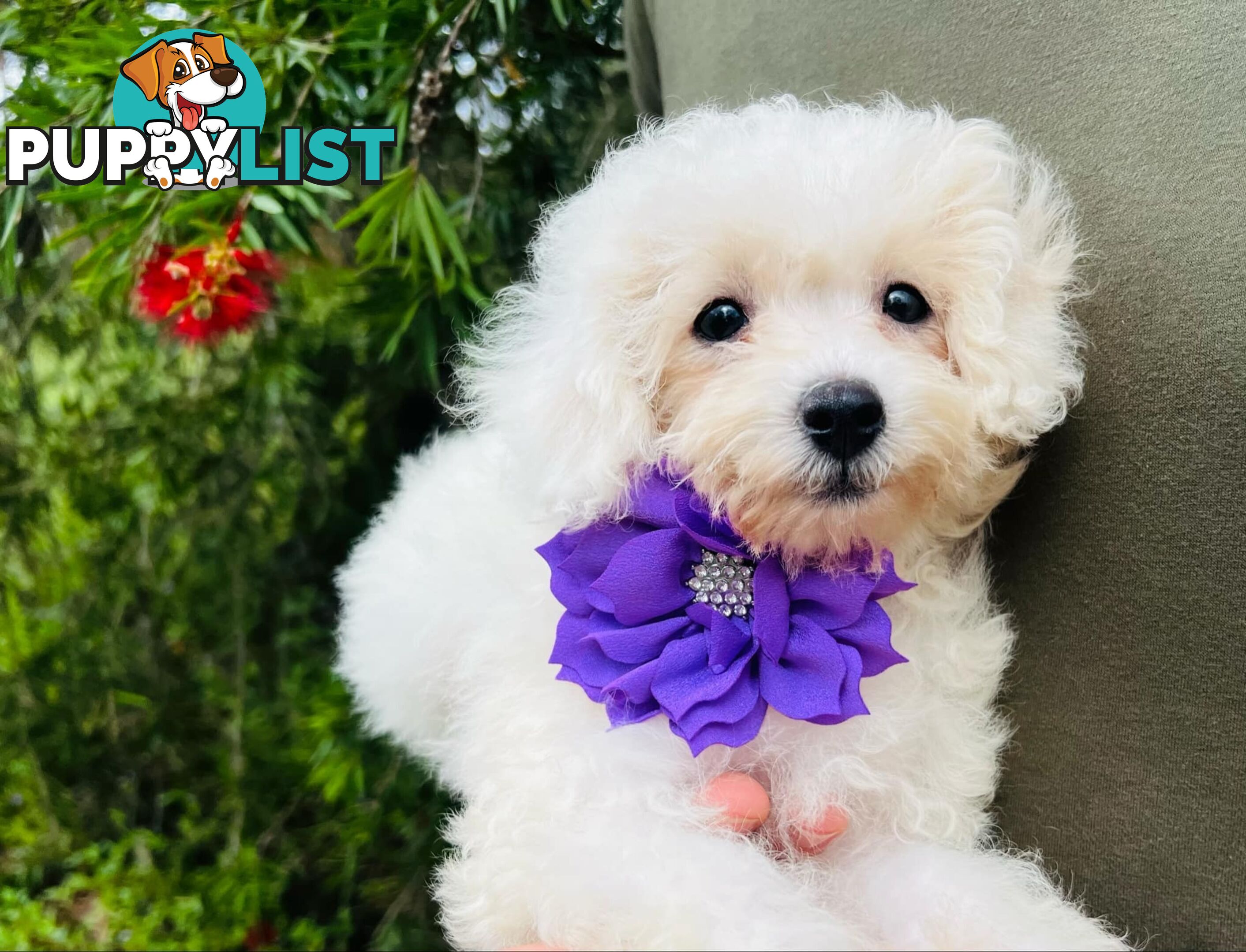 🩷1st Generation Toy Bichoodles/ Poochon Puppies 🩷 - DNA Clear