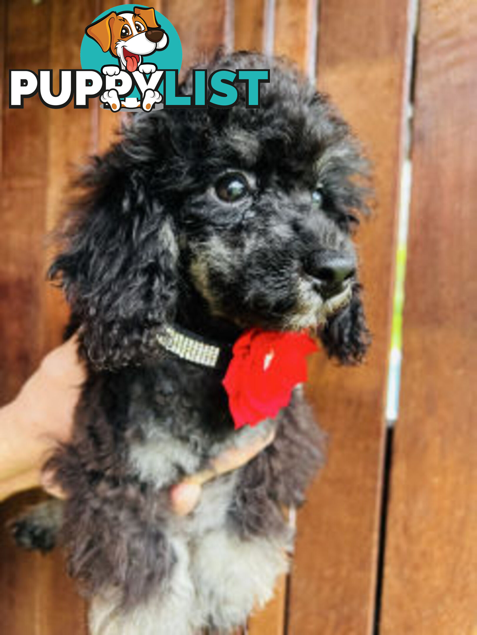 🩷1st Generation Toy Bichoodles/ Poochon Puppies 🩷 - DNA Clear