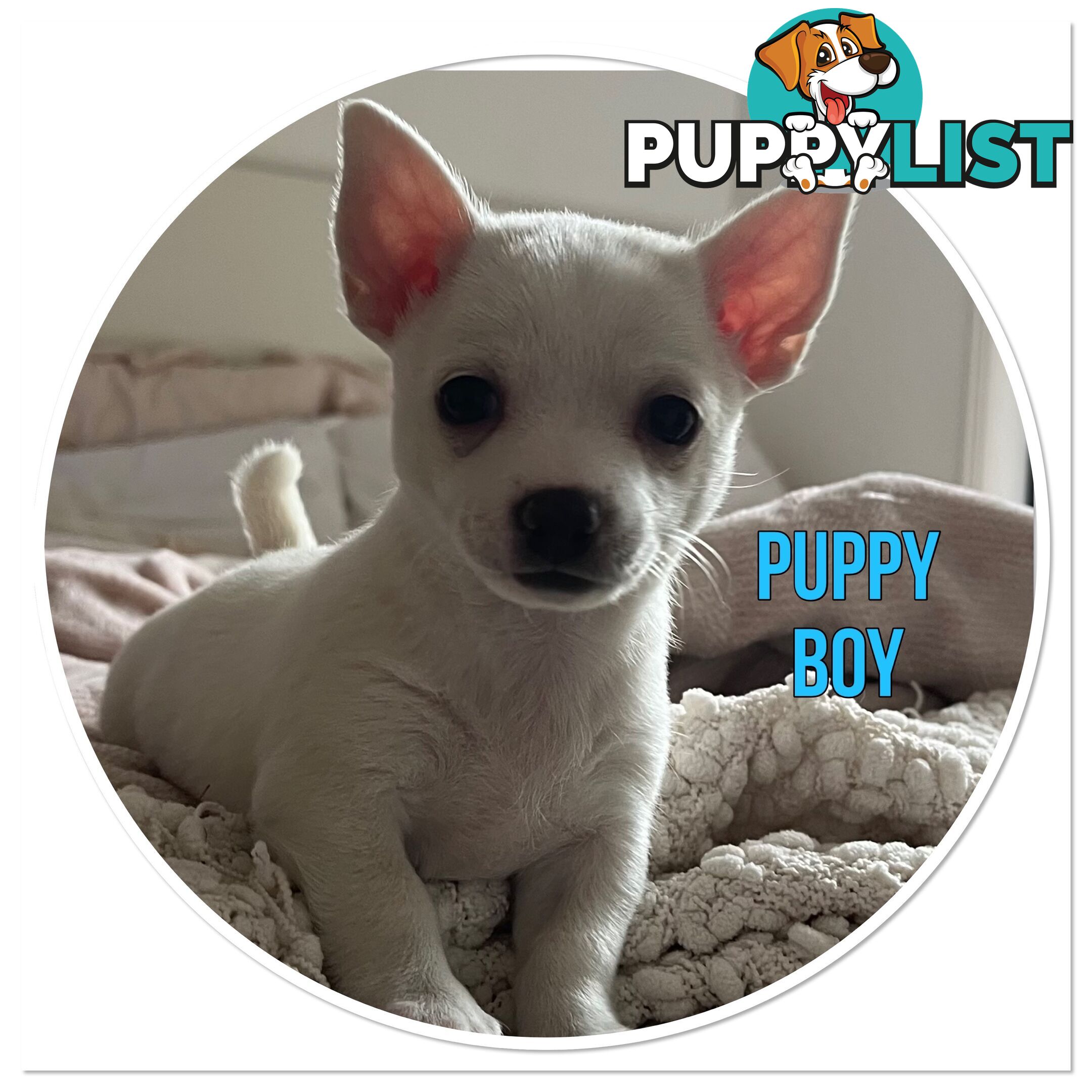 Male Chihuahua’s