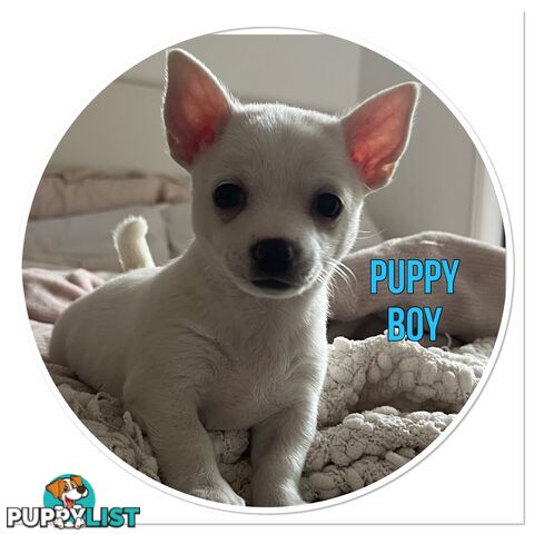 Male Chihuahua’s