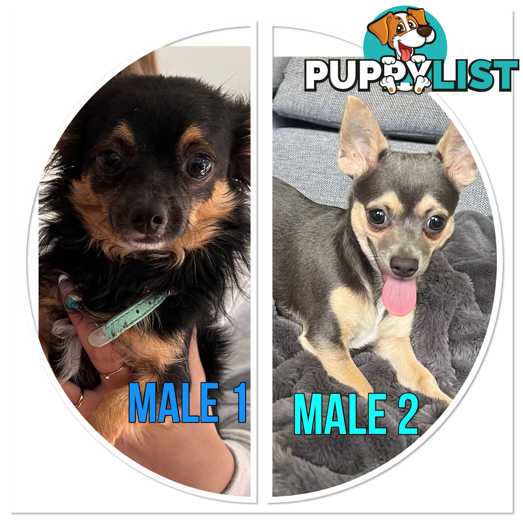 Male Chihuahua’s