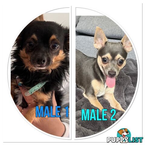 Male Chihuahua’s