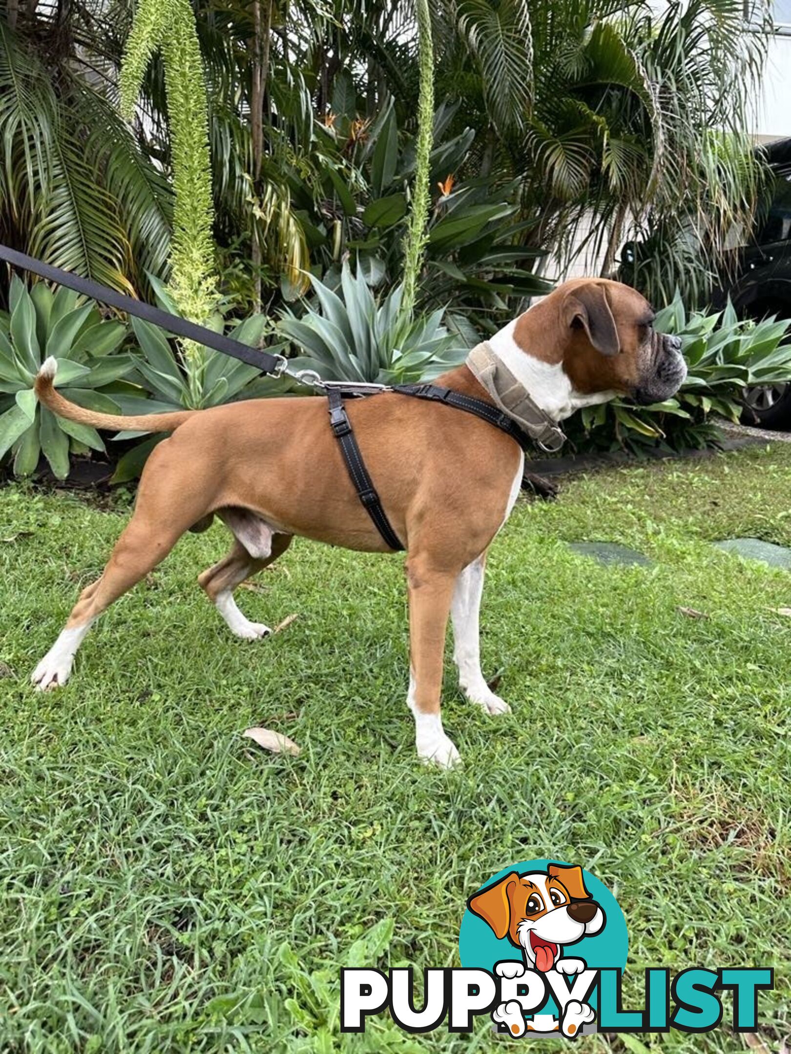 Purebred Boxer Puppies