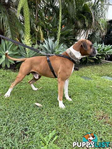 Purebred Boxer Puppies