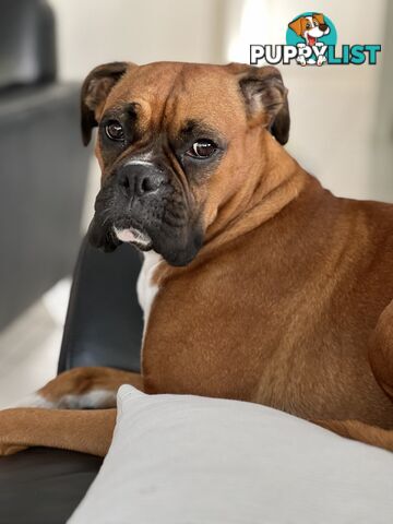 Purebred Boxer Puppies Available Now