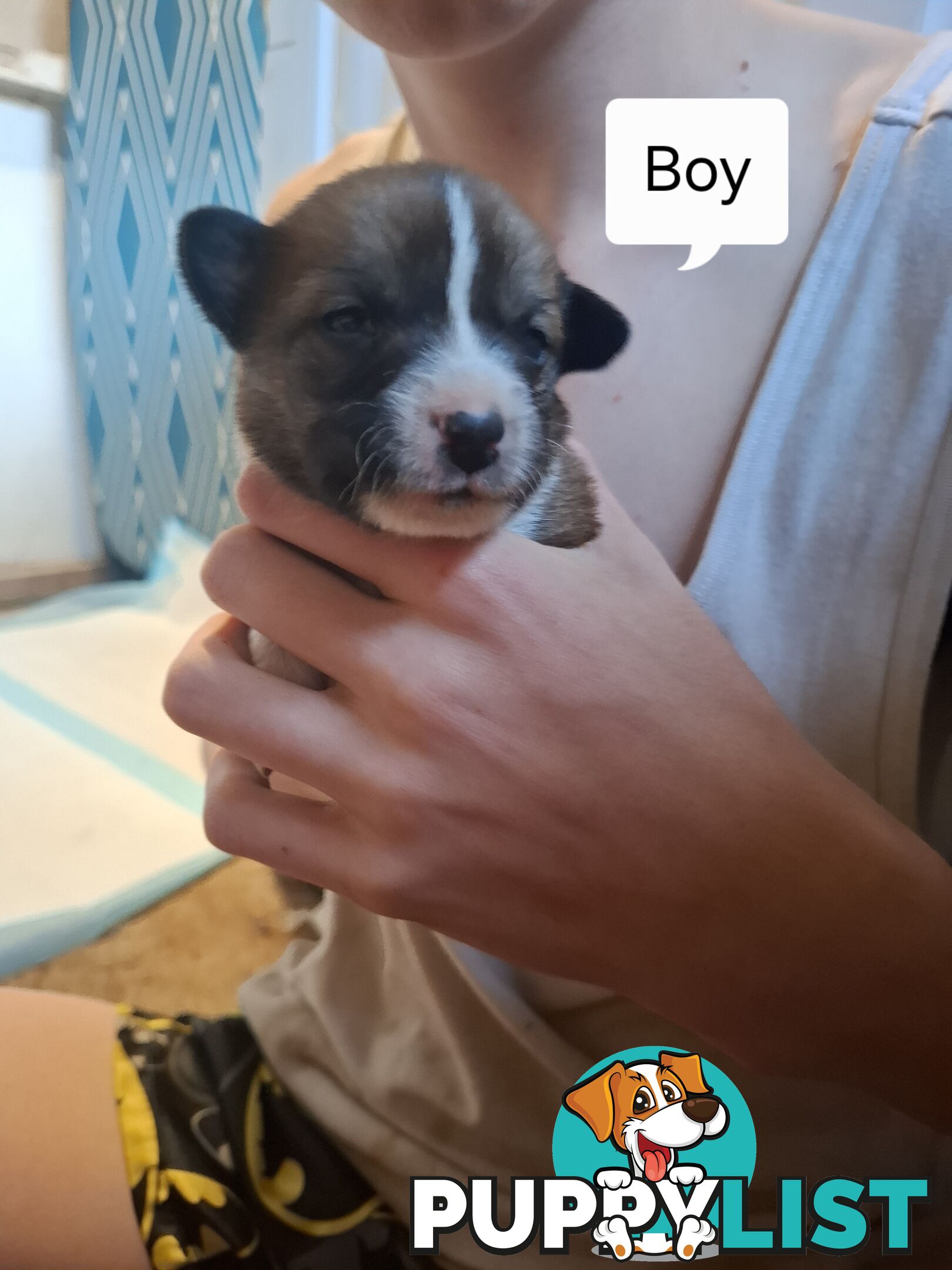 Chocolate Border Collie Cross