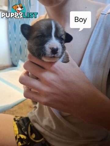 Chocolate Border Collie Cross