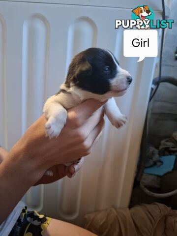 Chocolate Border Collie Cross